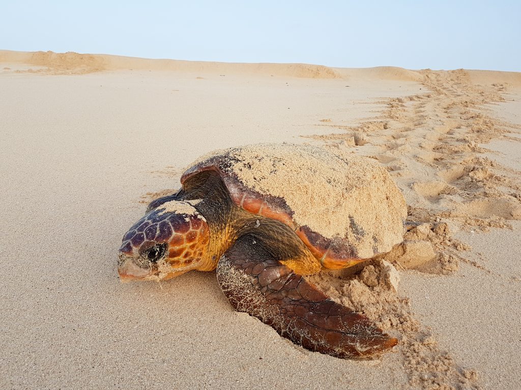 (Caretta caretta)